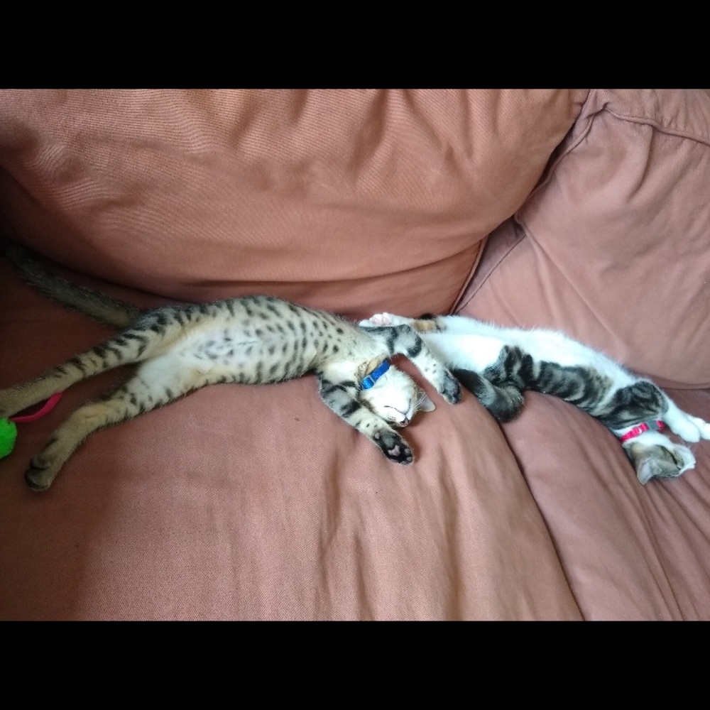 Meet your Posher, Bailey